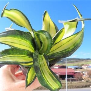 Sansevieria Curly Galaxy