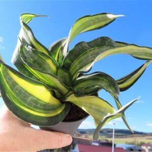 Sansevieria Curly Spiral Star