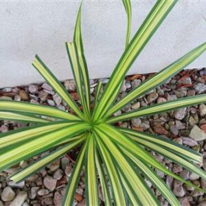 Schraubenbaum Pandanus tectorius Baptistii variegata