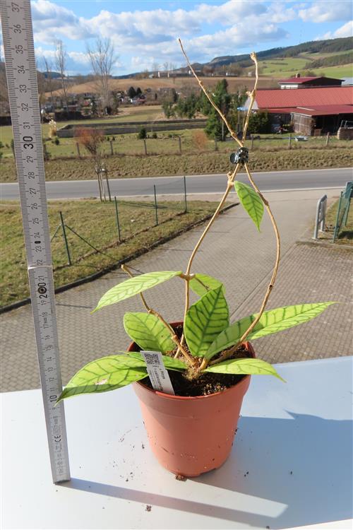 Hoya callistophylla – Bild 2
