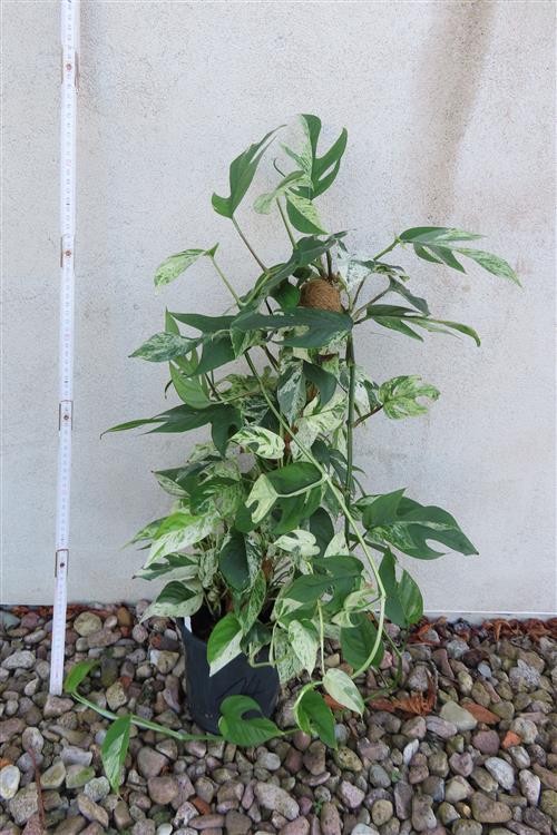 Epipremnum pinnatum marble variegata – Bild 3