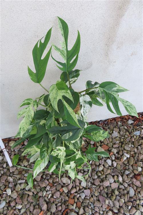 Epipremnum pinnatum marble variegata – Bild 2