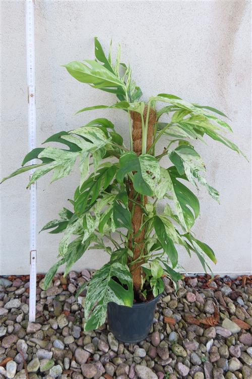 Epipremnum pinnatum marble variegata – Bild 3