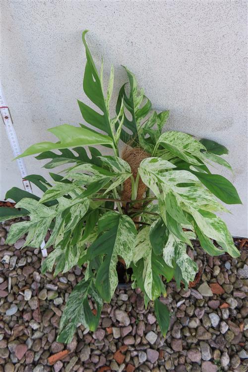 Epipremnum pinnatum marble variegata – Bild 4
