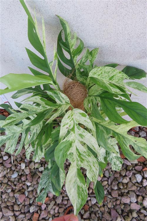 Epipremnum pinnatum marble variegata – Bild 5