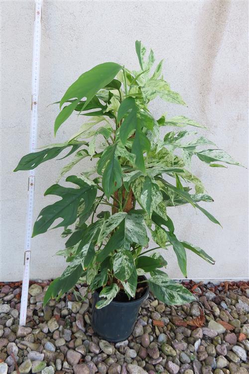 Epipremnum pinnatum marble variegata – Bild 3