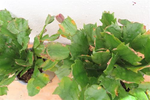 Weihnachtskaktus, Schlumbergera gelb blühend – Bild 2