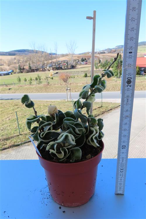 Hoya carnosa compacta regalis – Bild 2