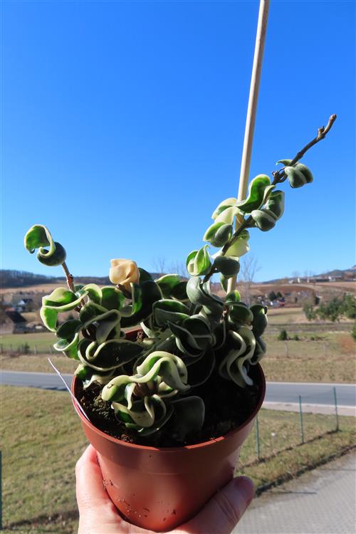Hoya carnosa compacta regalis – Bild 4