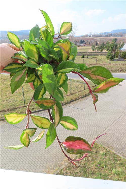 Hoya carnosa tricolor – Bild 2