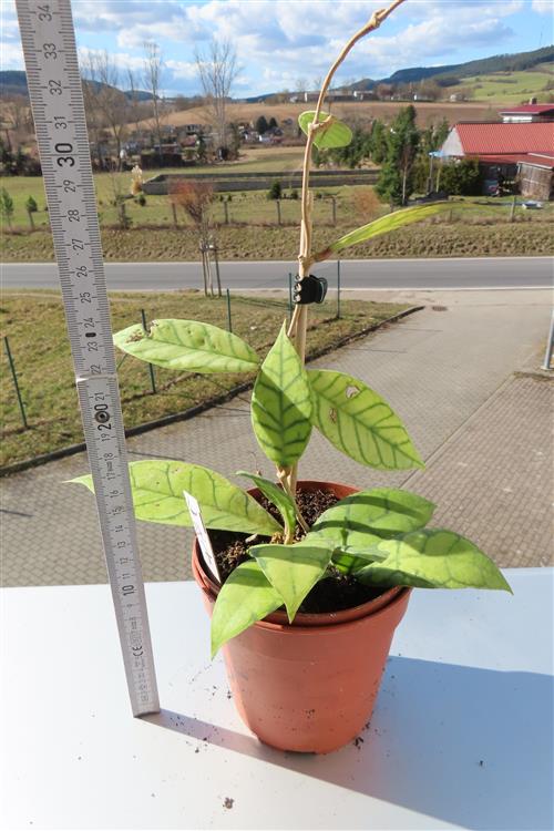 Hoya callistophylla – Bild 2