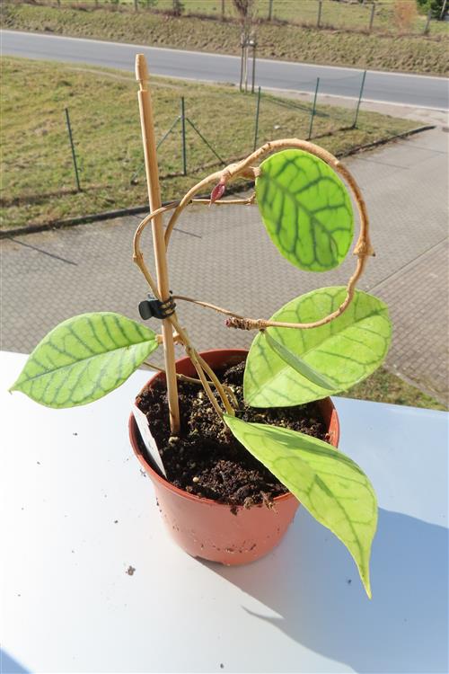 Hoya callistophylla – Bild 2