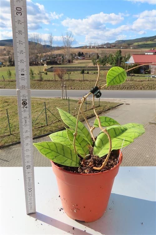 Hoya callistophylla – Bild 3