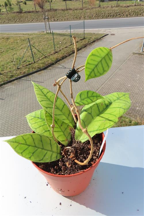 Hoya callistophylla – Bild 2