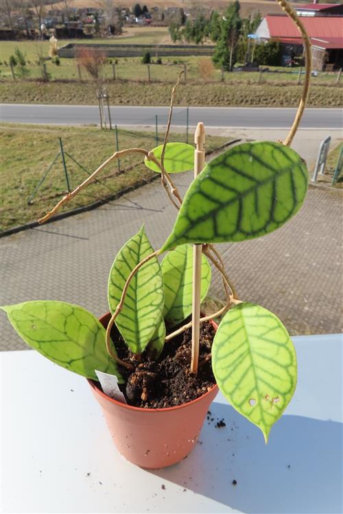 Hoya callistophylla – Bild 3