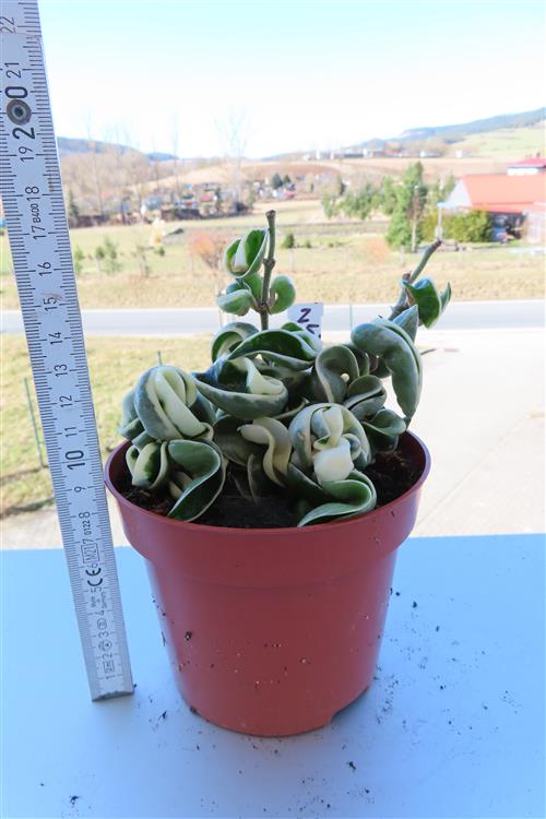 Hoya carnosa compacta regalis – Bild 2
