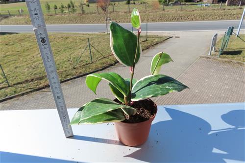 Hoya latifolia albo Round Leaf – Bild 3