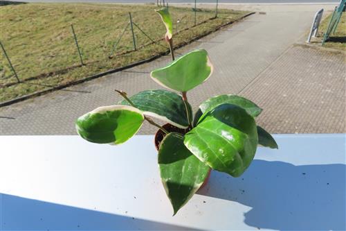 Hoya latifolia albo Round Leaf – Bild 2