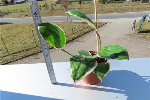 Hoya latifolia albo Round Leaf – Bild 2