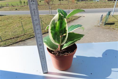 Hoya latifolia albo Round Leaf – Bild 3