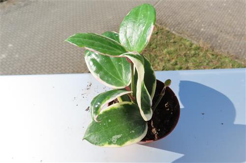 Hoya latifolia albo Round Leaf – Bild 2