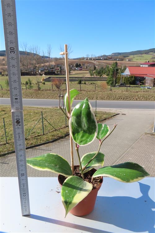Hoya latifolia albo Round Leaf – Bild 3