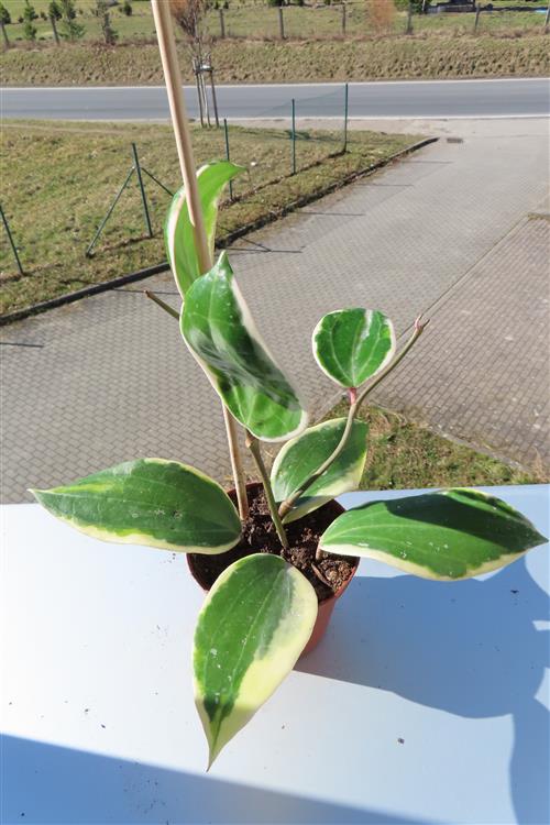 Hoya latifolia albo Round Leaf – Bild 2