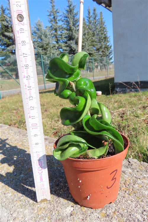 Hoya carnosa compacta krinkle – Bild 2