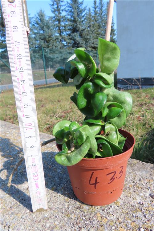 Hoya carnosa compacta krinkle – Bild 2