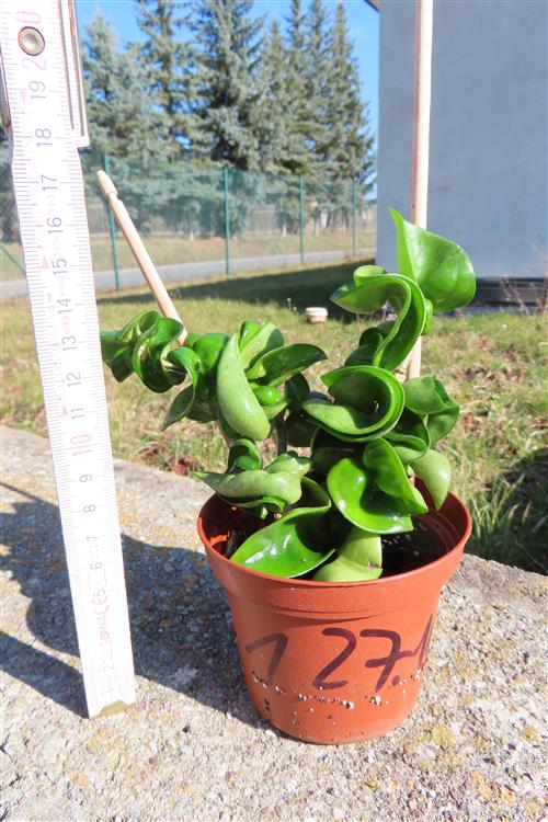 Hoya carnosa compacta krinkle – Bild 2
