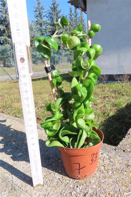 Hoya carnosa compacta krinkle – Bild 2