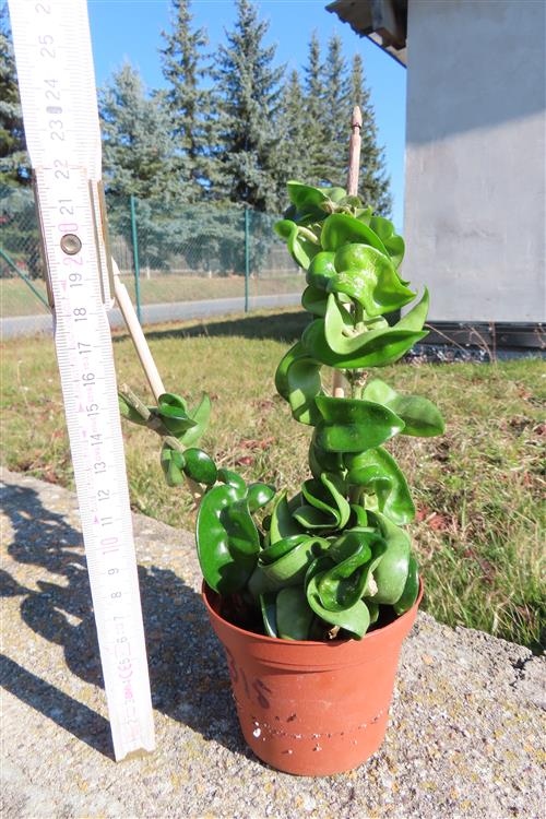 Hoya carnosa compacta krinkle – Bild 2