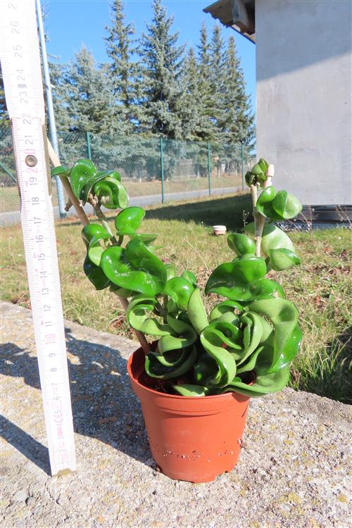 Hoya carnosa compacta krinkle – Bild 2