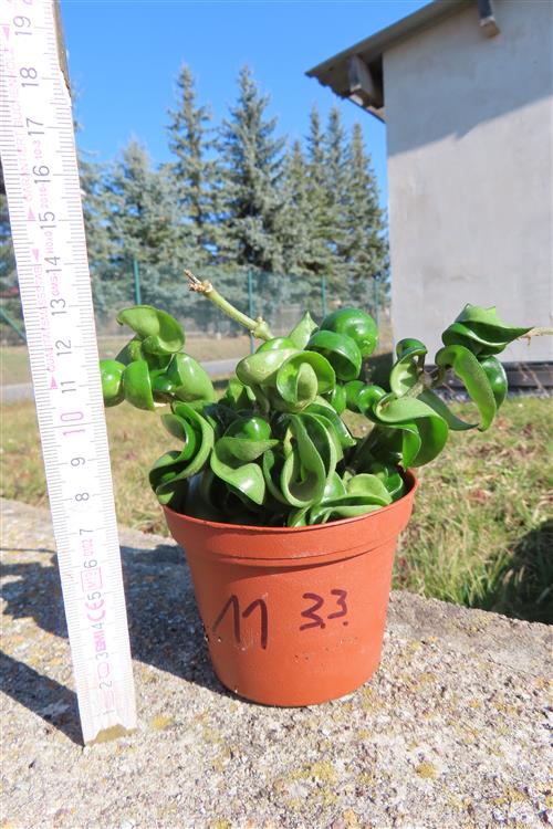 Hoya carnosa compacta krinkle – Bild 2