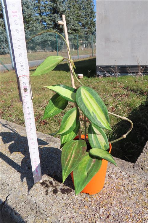 Hoya macrophylla pot of gold – Bild 2
