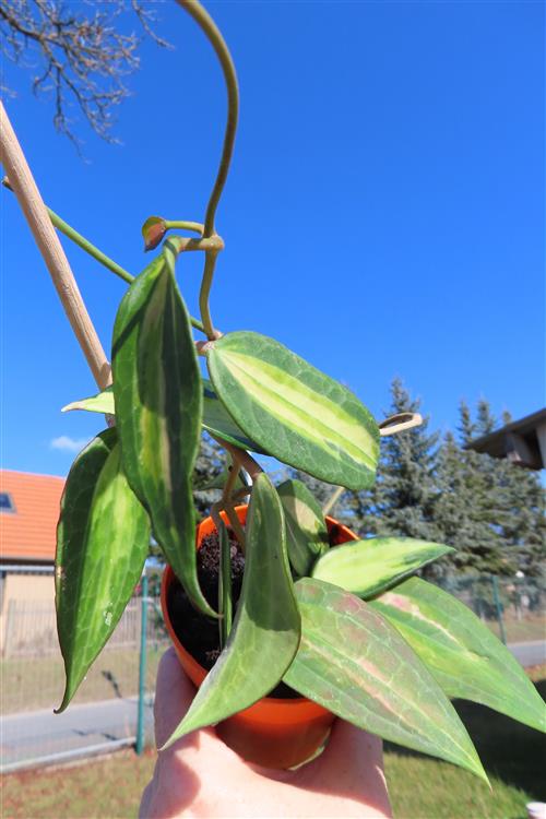 Hoya macrophylla pot of gold – Bild 3