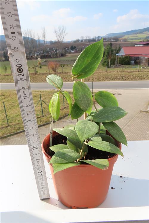 Hoya fitchii – Bild 2