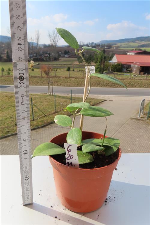 Hoya fitchii – Bild 2