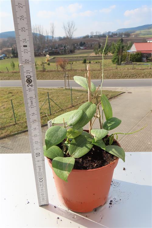 Hoya fitchii – Bild 2