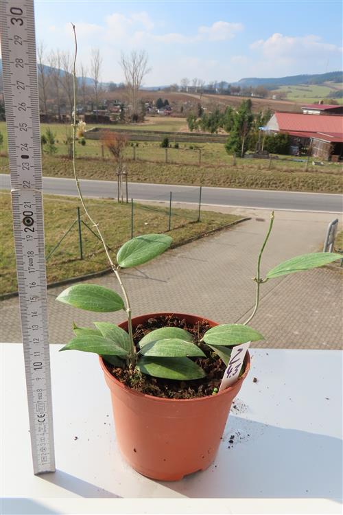 Hoya fitchii – Bild 2
