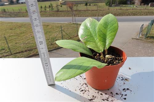 Hoya Sabah – Bild 3