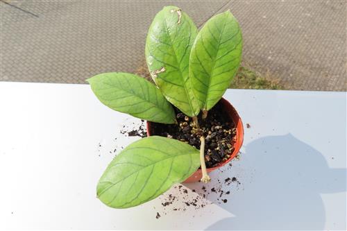 Hoya Sabah – Bild 2