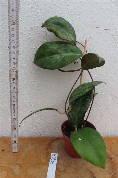 Hoya verticillata Wayang Splash – Bild 3