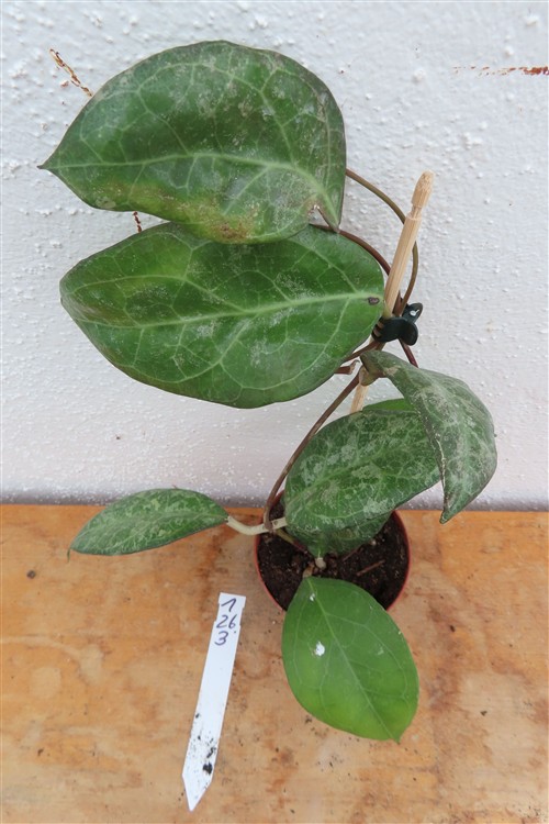 Hoya verticillata Wayang Splash – Bild 4
