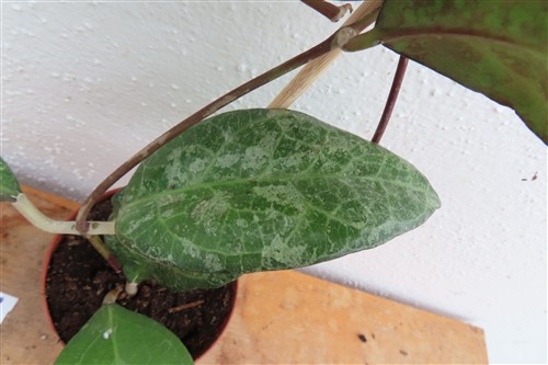 Hoya verticillata Wayang Splash – Bild 2