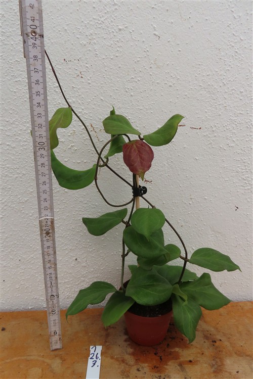 Hoya chuniana – Bild 2