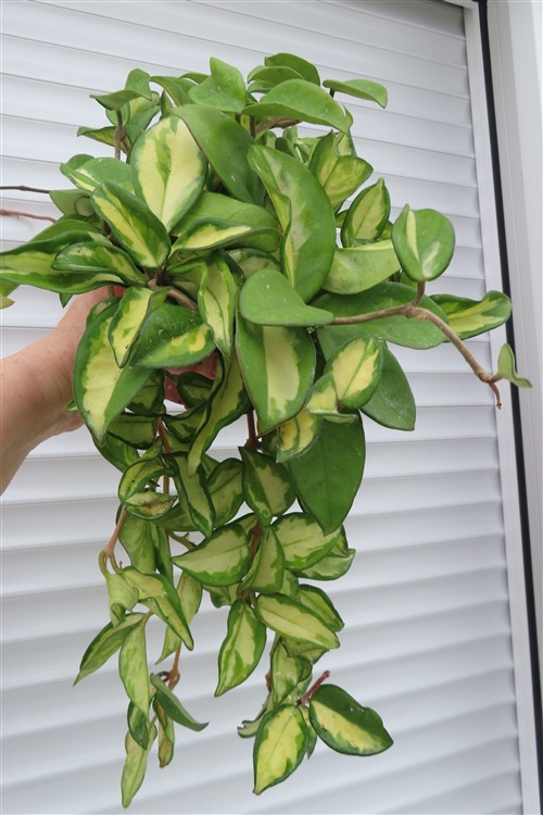 Hoya carnosa tricolor – Bild 2