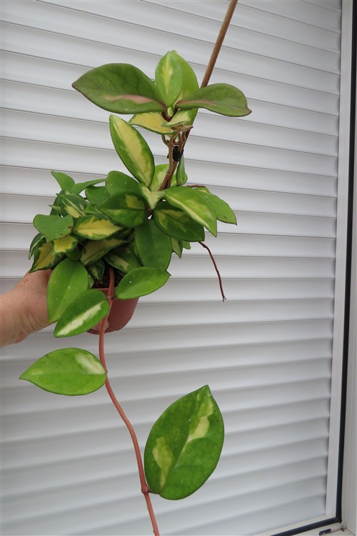 Hoya carnosa tricolor – Bild 2