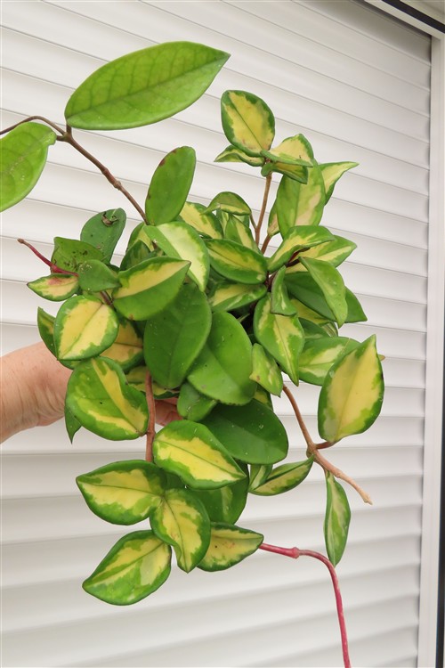 Hoya carnosa tricolor – Bild 2