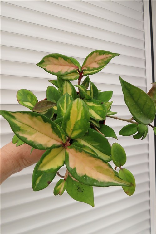 Hoya carnosa tricolor – Bild 2